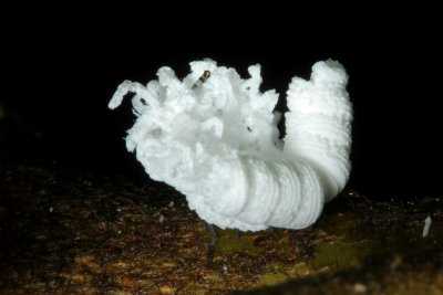 Planthopper nymph (Fulgoroidea)
