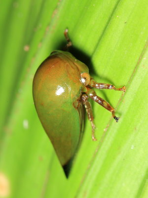Treehopper (Darninae)