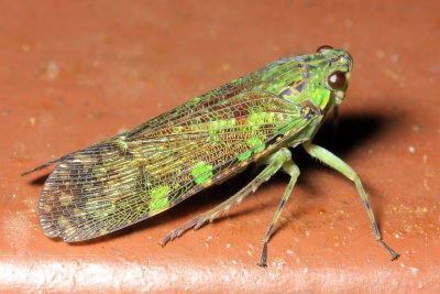 Fulgorid Planthopper, Echetra sp. (Fulgoridae)