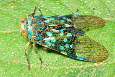Fulgorid Planthopper, Scaralis sp. (Fulgoridae)