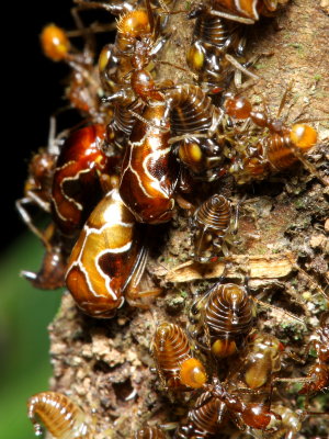 Treehoppers, Horiola picta (Smiliinae)