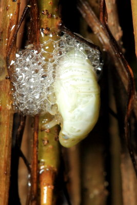 Spittlebug nymph