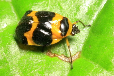 Spittlebug, Tropidorhinella onorei
