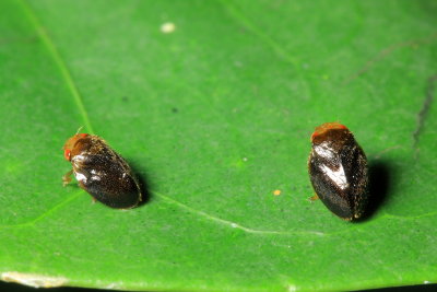 Spittlebugs