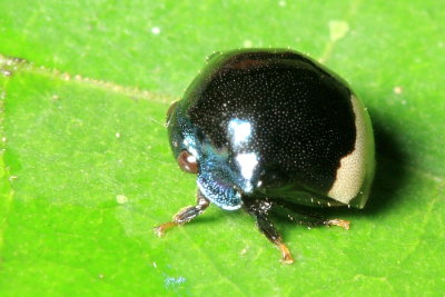 Treehopper, Chelyoidea sp. (Smiliinae)