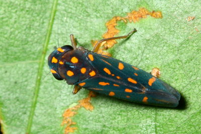 Sharpshooter, Oragua elegantula grp. (Cicadellinae)