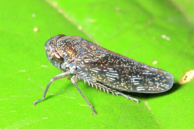 Sharpshooter, Oragua yuracensis (Cicadellinae)