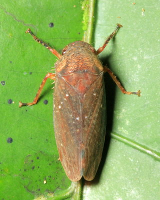 Leafhopper (Iassinae)
