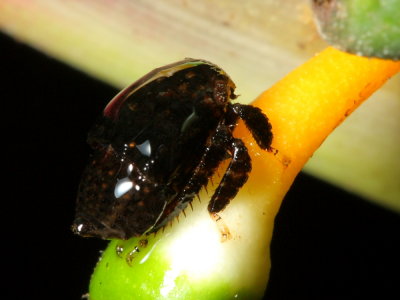 Treehopper nymph