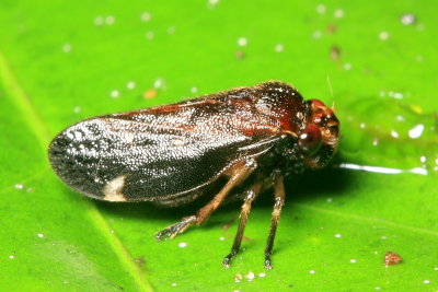 Spittlebug, Simorhina sciodes