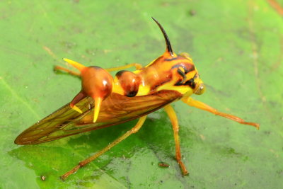 Treehopper, Heteronotus sp. (Heteronotinae)