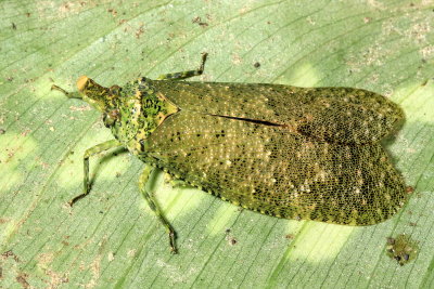 Fulgorid Planthopper, Diareusa sp. (Fulgoridae)