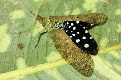 Fulgorid Planthopper, Diareusa sp. (Fulgoridae)