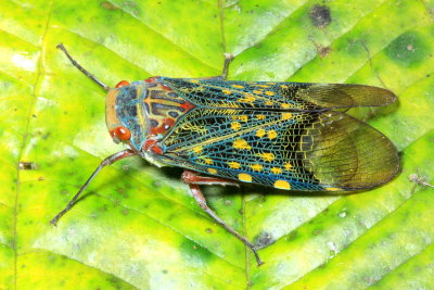 Fulgorid Planthopper, Scaralis nr. picta (Fulgoridae)