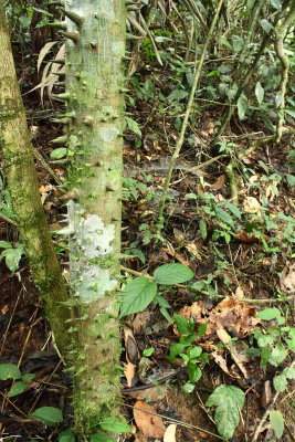 Jacaratia digitata (Caricaceae)