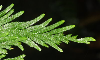 Spikemoss, Selaginella nr. flabellata (Selaginellaceae)