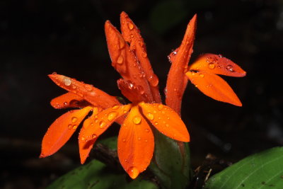 Flora of Ecuador: Tiputini