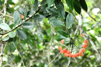 Marcgraviaceae