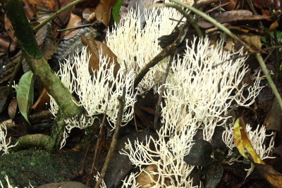 Coral Fungus