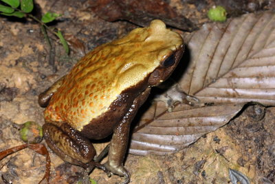 Spotted Toad, Rhaebo guttatus (Bufonidae)