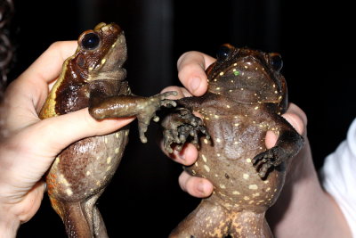 Spotted Toad, Rhaebo guttatus (Bufonidae)
