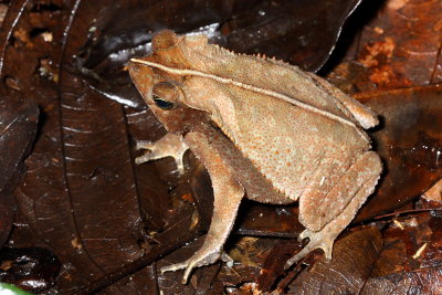 Ornate Forest Toad, Rhinella ornata (Bufonidae)