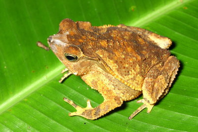South American Common Toad, Rhinella margaritifera (Bufonidae)