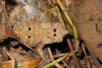 South American Common Toad, Rhinella margaritifera (Bufonidae)