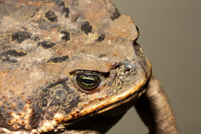 Marine Toad, Rhinella marina (Bufonidae)