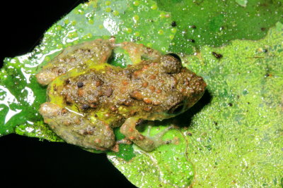 Diadem Rain Frog, Pristimantis diadematus (Strabomantidae)