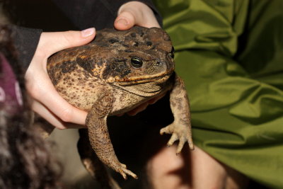 Marine Toad, Rhinella marina (Bufonidae)