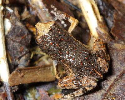 Painted Forest Toadlet, Engystomops petersi (Leptostylidae)