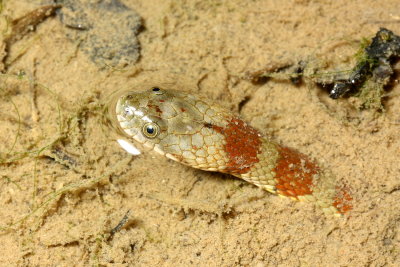 Brown-banded Water Snake, Helicops angulatus (Colubridae)