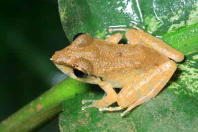 Pristimantis cf. conspicillatus (Craugastoridae)