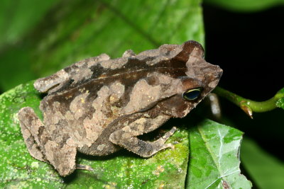 Forest Toad, Rhinella alata (Bufonidae)