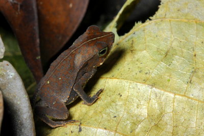 South American Common Toad, Rhinella margaritifera (Bufonidae)