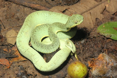 Amazonian Palm Viper, Bothriopsis bilineata (Viperidae)