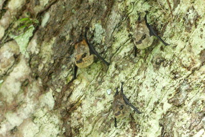 Frosted Sac-winged Bat, Saccopteryx canescens (Emballonuridae)