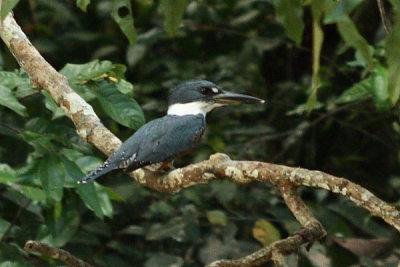 Ringed Kingfisher, Ceryle torquatus