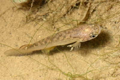 Killifish, Rivulus sp. (Rivulidae)