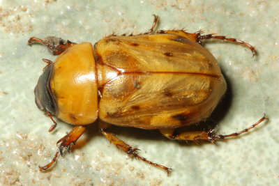 Scarab, Cyclocephala sp. (Scarabaeidae: Dynastinae)