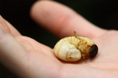 Scarab grub (Scarabaeidae)