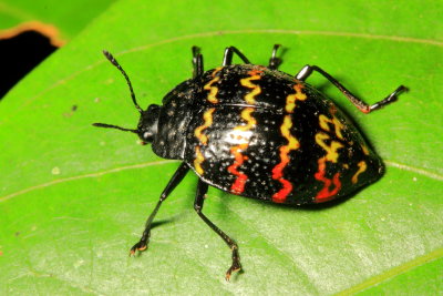 Coleoptera of Tiputini, Ecuador