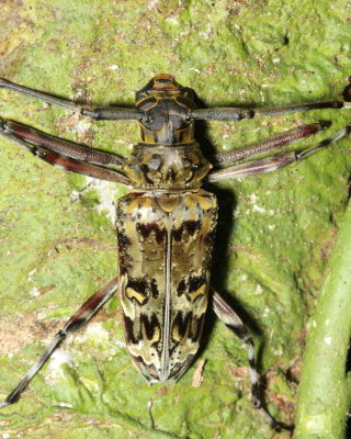 Longhorn Beetle, Macropophora trochlearis (Cerambycidae: Lamiinae)