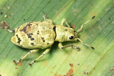 Broad-nosed Weevil, Platyomus atrosignatus (Curculionidae: Entiminae)