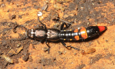 Rove Beetle, Taenodema sp. (Staphylinidae: Paederinae)