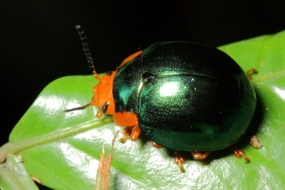 Leaf Beetle, Platyphora sp. (Chrysomelidae: Chrysomelinae)