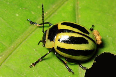 Leaf Beetle, Proseicela spectabilis (Chrysomelidae: Chrysomelinae)