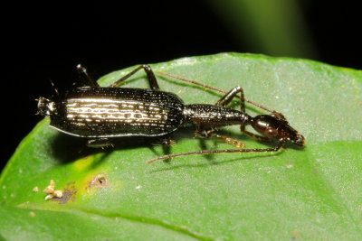 Arboreal Ground Beetle, Agra sp. (Carabidae: Harpalinae)