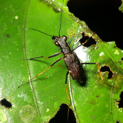 Tiger Beetle, Odontocheila sp. (Cicindelidae)